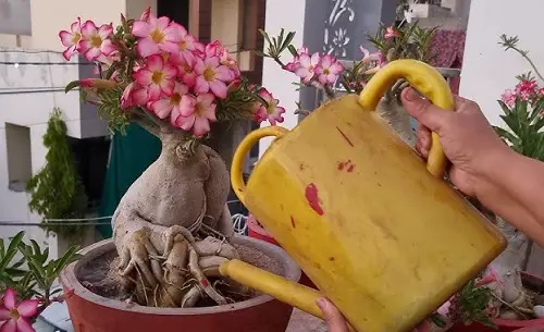 Adenium Bloom Like Crazy watering 