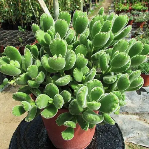 Bear paw succulent 1