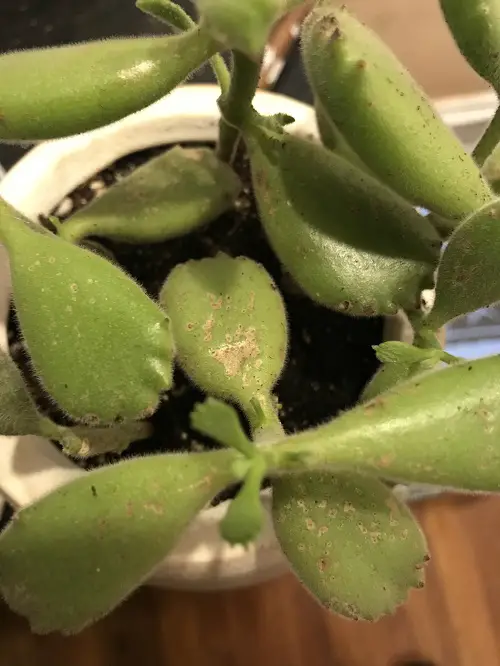 Bear paw succulent 7