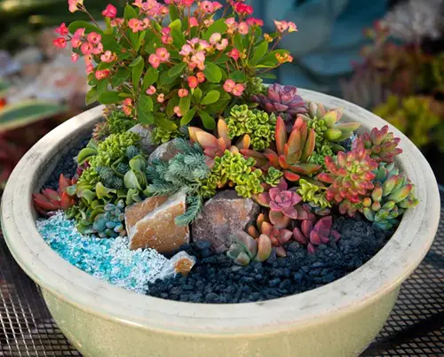 DIY Succulent Garden 5