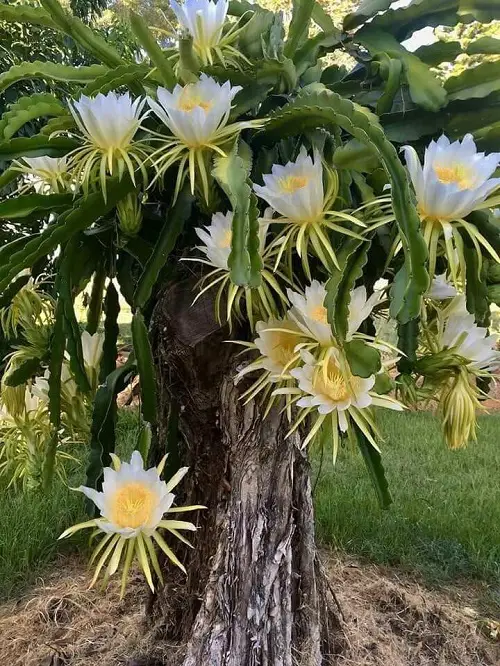 Best Cactus With White Flowers 4
