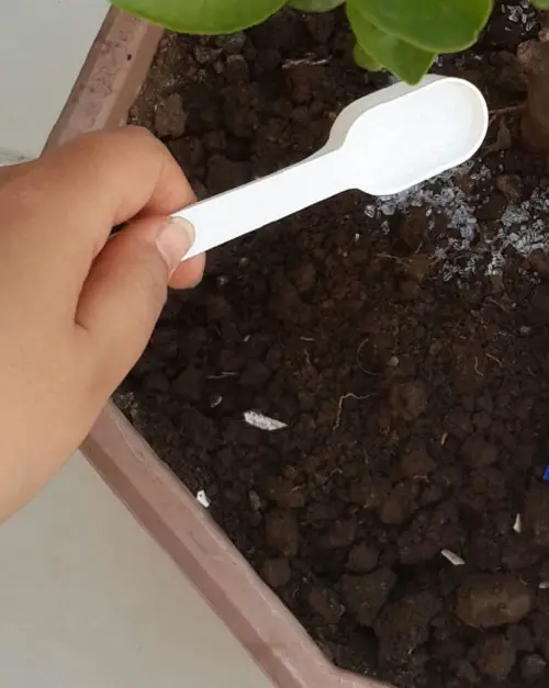 Salt Trick That Stops ZZ Plant Root Rot 1