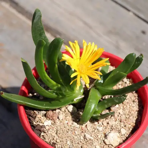 Glottiphyllum longum Care Guide 2