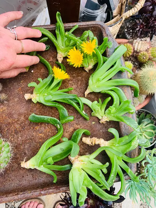 Glottiphyllum longum propagation