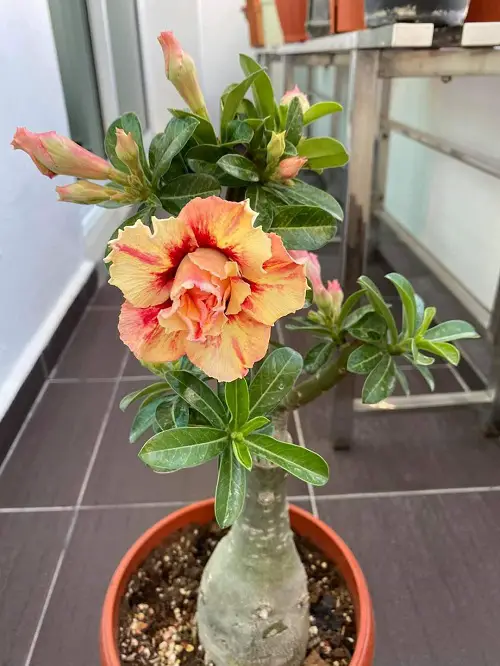 Top Adenium Varieties 1