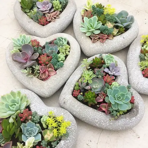 Mini Succulent Arrangement