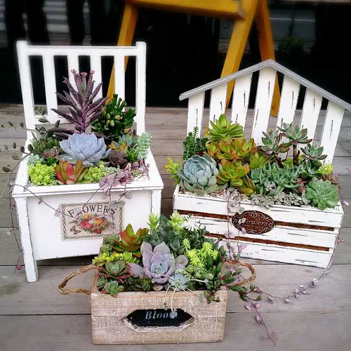 beautiful and unique min succulent planter