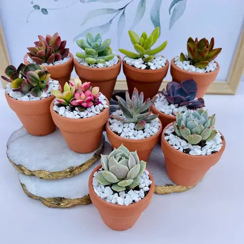 little clay pots for mini succulent arrangements