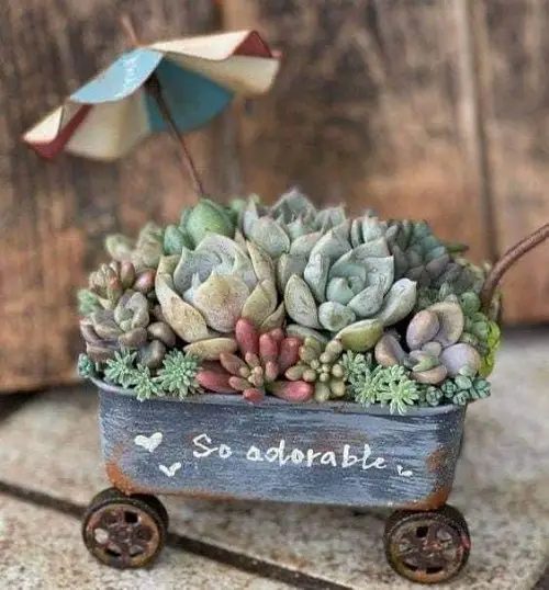 beautiful and unique min succulent planter 2