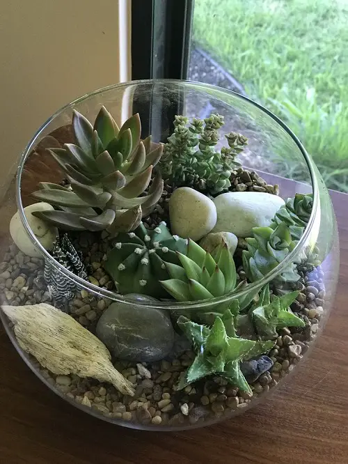 mini succulents arrangement in bowl