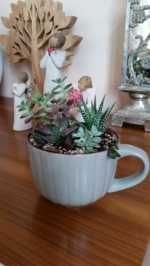 mini succulent arrangement in a cup