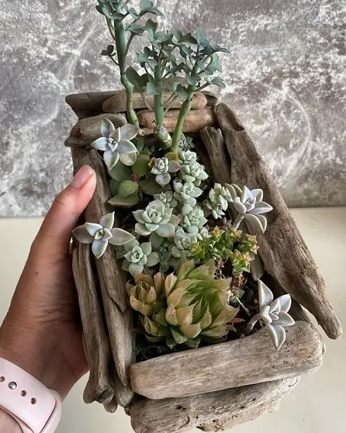 wooden vintage planter for mini succulents