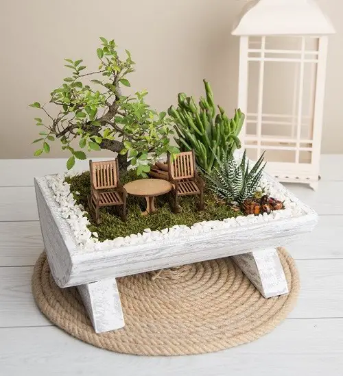 miniature succulents garden