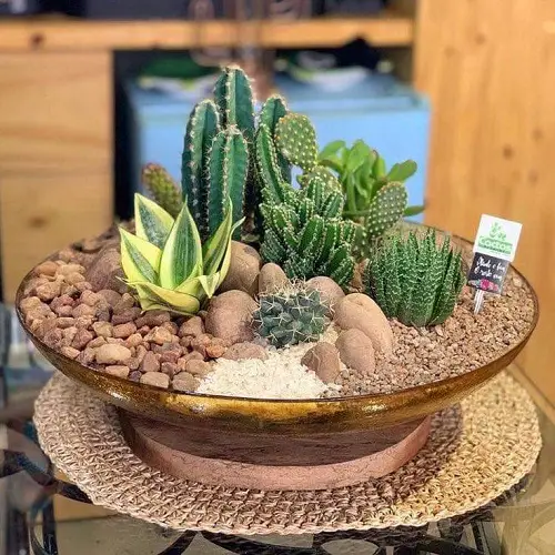 vintage planter for mini succulents