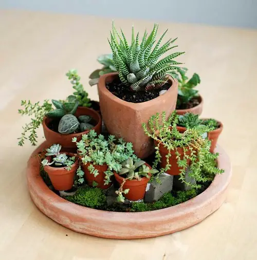 multiple clay pots for mini succulent arrangement