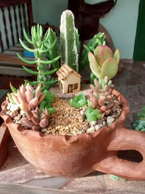 cup shaped big pot for mini succulents