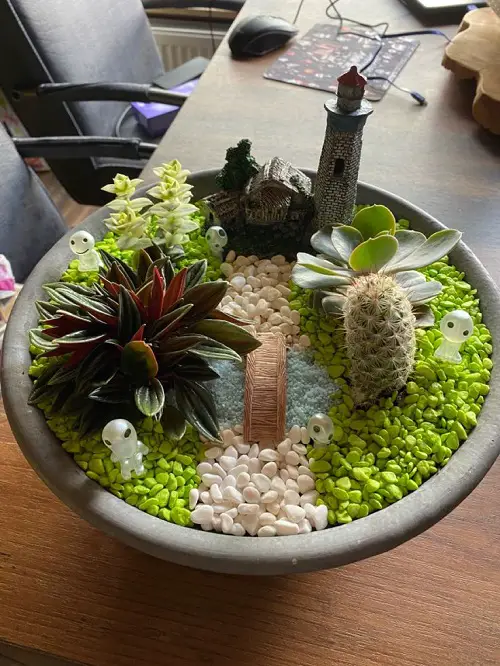 mini succulents display using stones