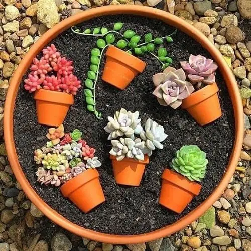 little pots of mini succulents