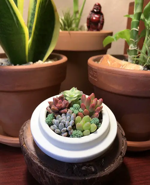 Mini Succulent Arrangement 3