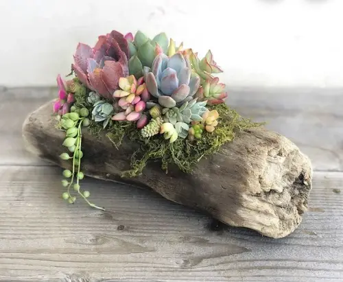 mini succulents planted in a wooden log