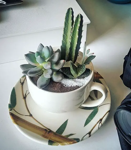 Mini Succulent Arrangement 4