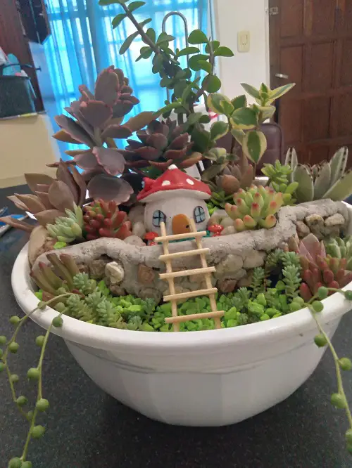 miniature succulent garden arrangement