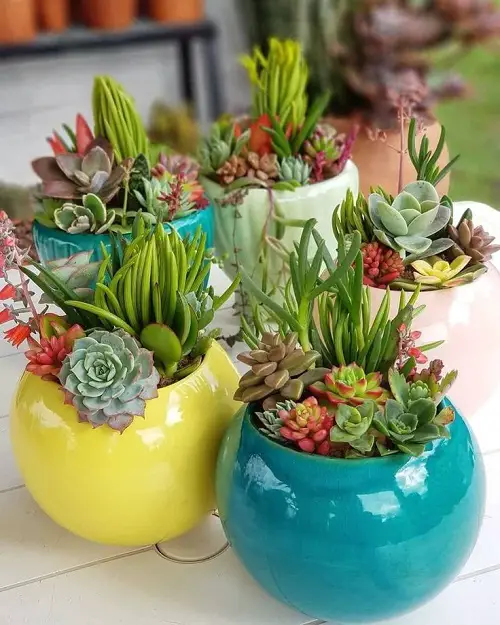 mini succulents in rounded pots 