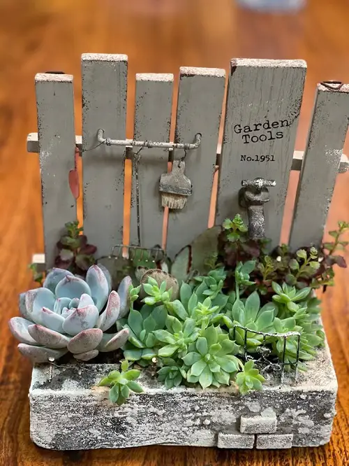 miniature succulent garden arrangement 2