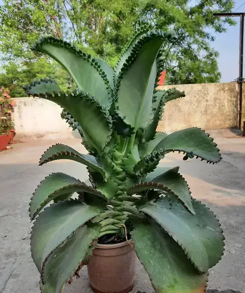 Small Succulents With Big Leaves 4