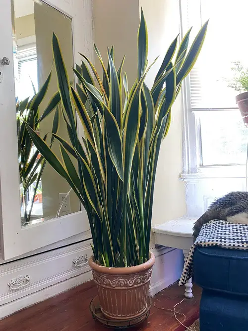 Snake Plant Healthy