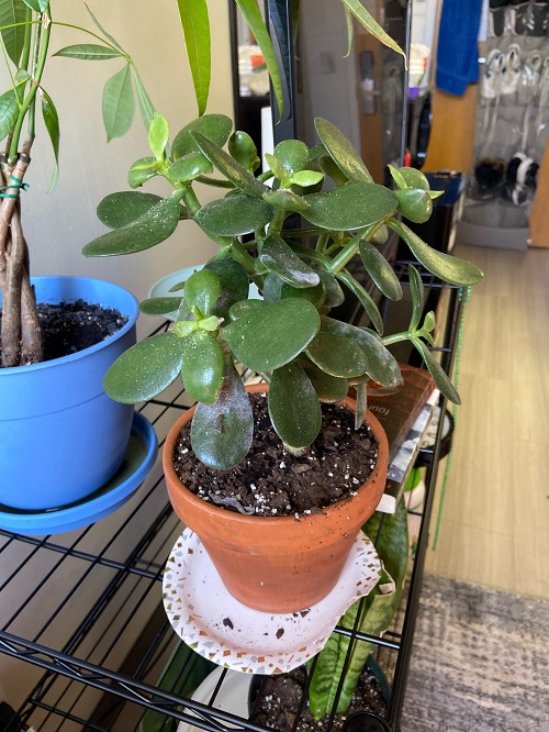 Encourage New Growth on Your Jade Plant 7