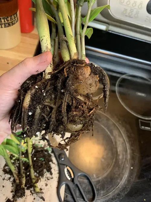 Salt Trick That Stops ZZ Plant Root Rot 2