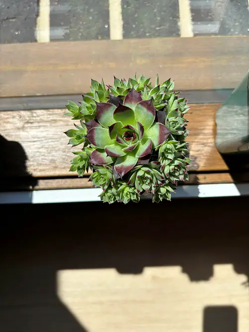 Sempervivums To Grow More Pups 1