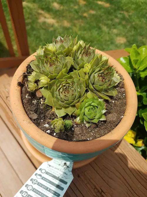 Sempervivums To Grow More Pups 6