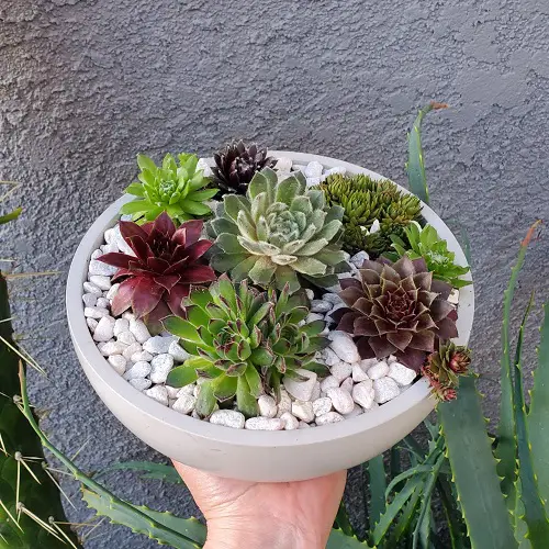 Sempervivums To Grow More Pups 7