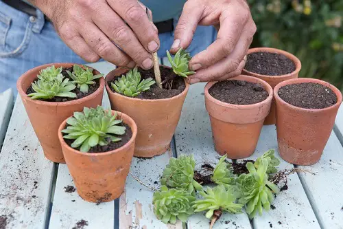 Sempervivums To Grow More Pups 5