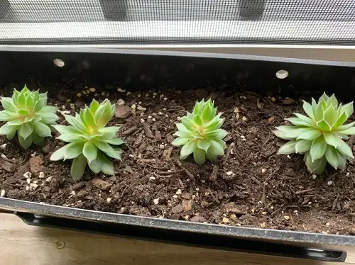 Sempervivums To Grow More Pups 2