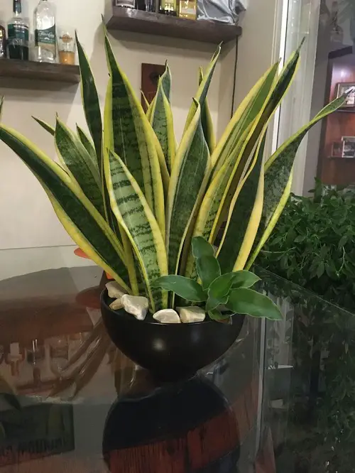 Grow An Immortal Snake Plant 1