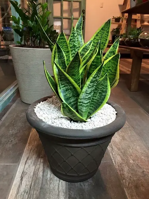 Grow An Immortal Snake Plant 3