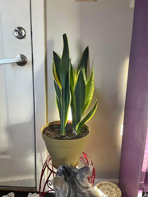 Best Way to Grow An Immortal Snake Plant 5