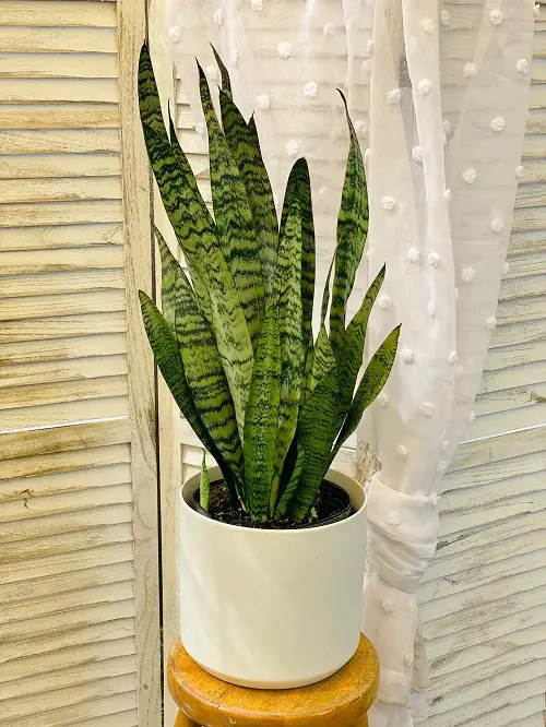 Grow An Immortal Snake Plant 2