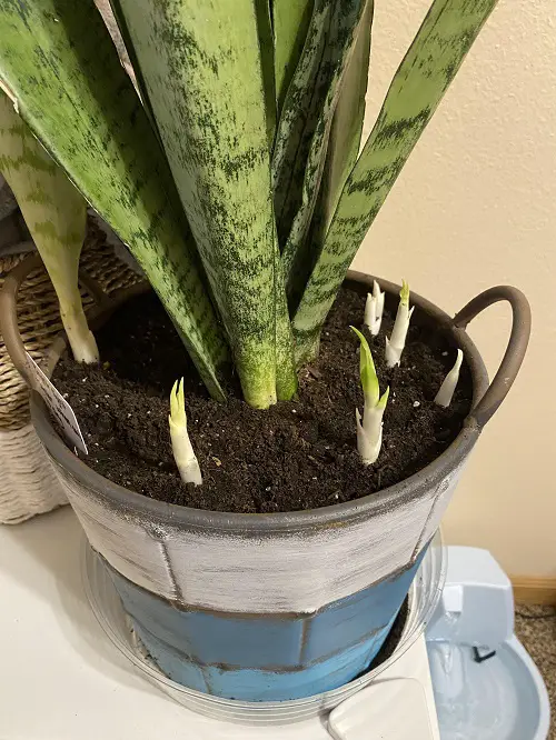 Best Way to Grow An Immortal Snake Plant 2