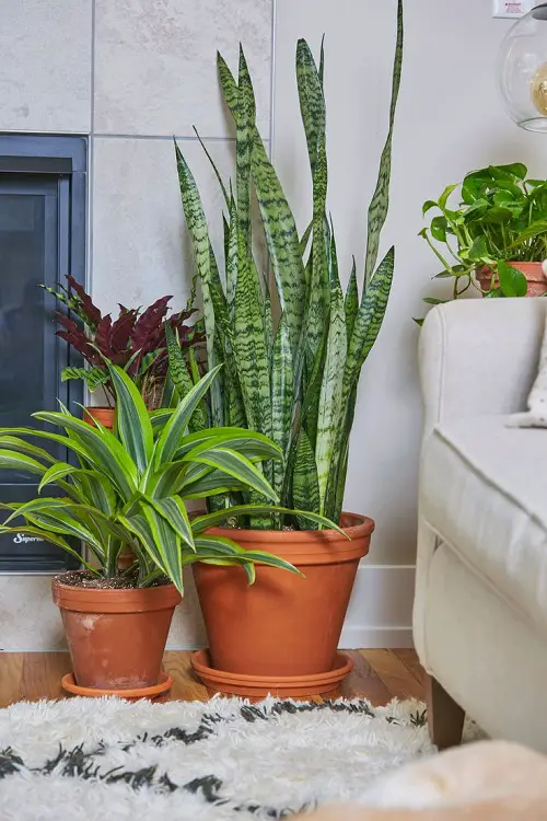 Best Way to Grow An Immortal Snake Plant 3