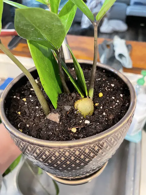 Coins in ZZ Plant Pots 4