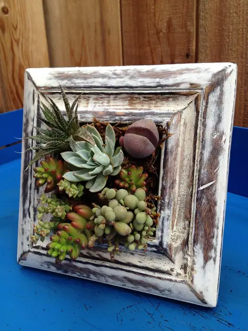 Top succulent garden in antique items 3