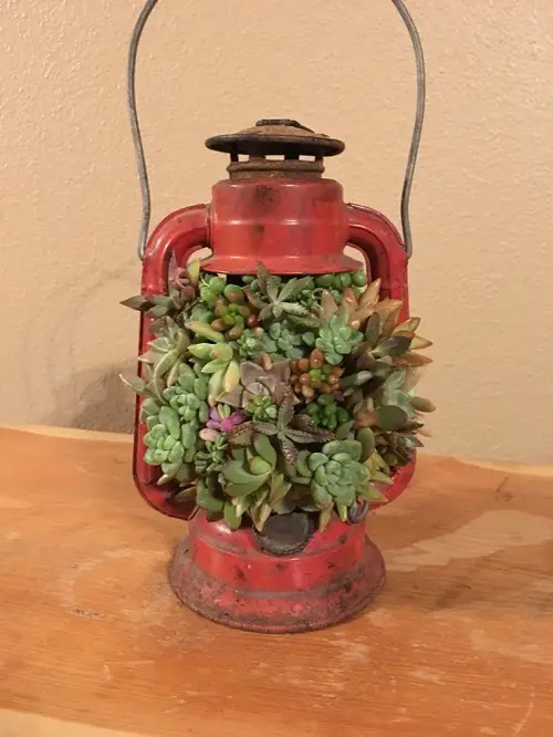 Top succulent garden in antique items 5