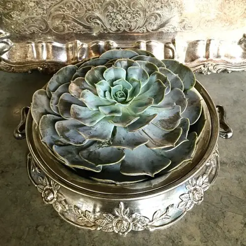 succulent garden in antique items 2