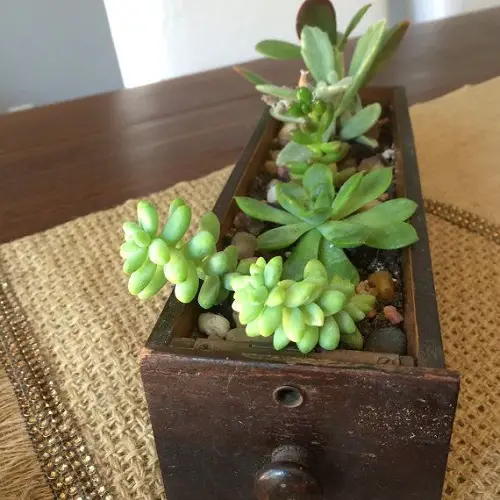 New succulent garden in antique items 5