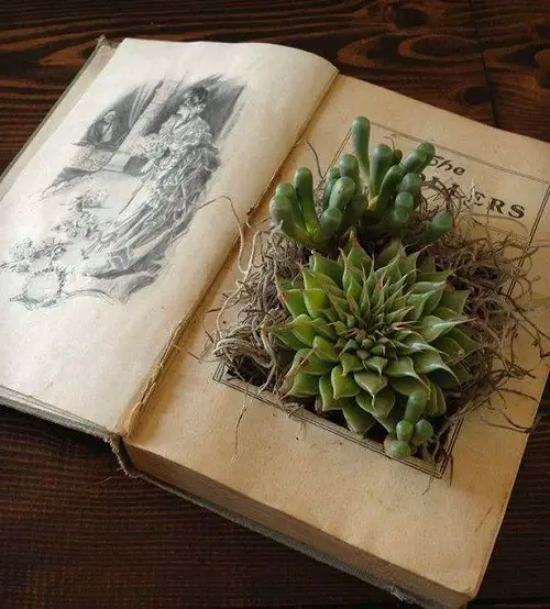 succulent garden in antique items 3