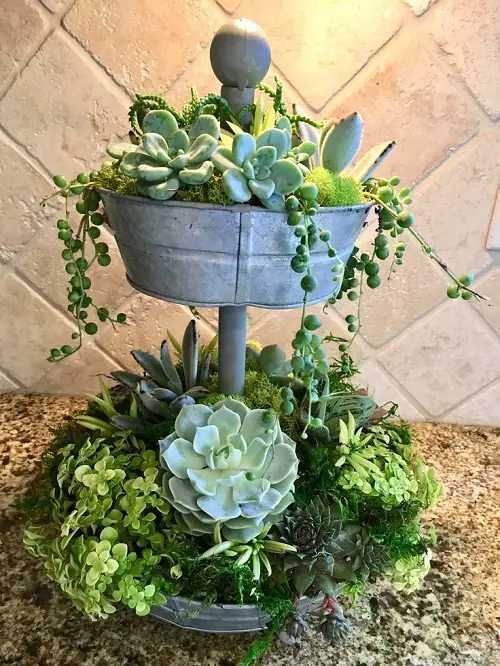 succulent garden in antique items 4